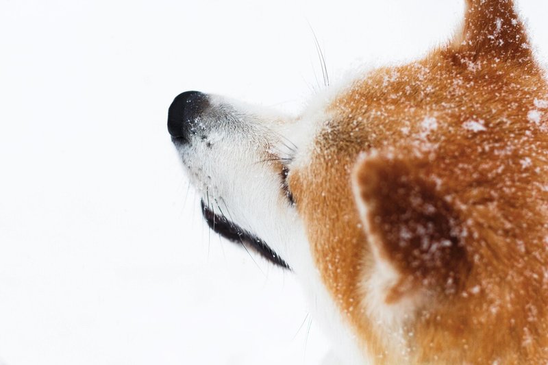 雪の中の秋田犬