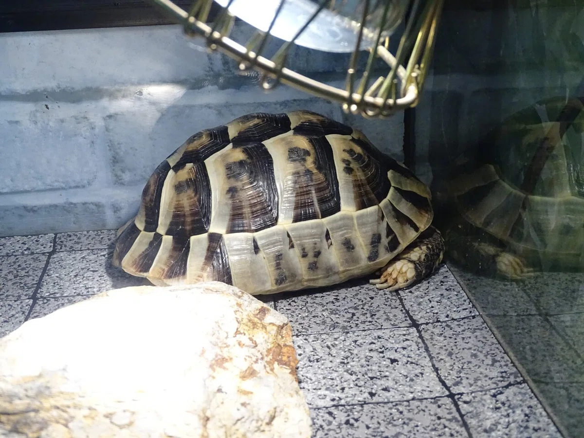 画像96