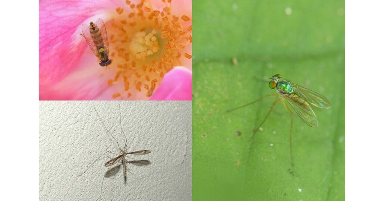 これはハエ アブ 蚊 それとも 間違われやすいハエ類の見分け方 ブンイチ 文一総合出版 Note これはハエ アブ 蚊 それとも 間違われやすいハエ類の見分け方 ブンイチ 文一総合出版 Note