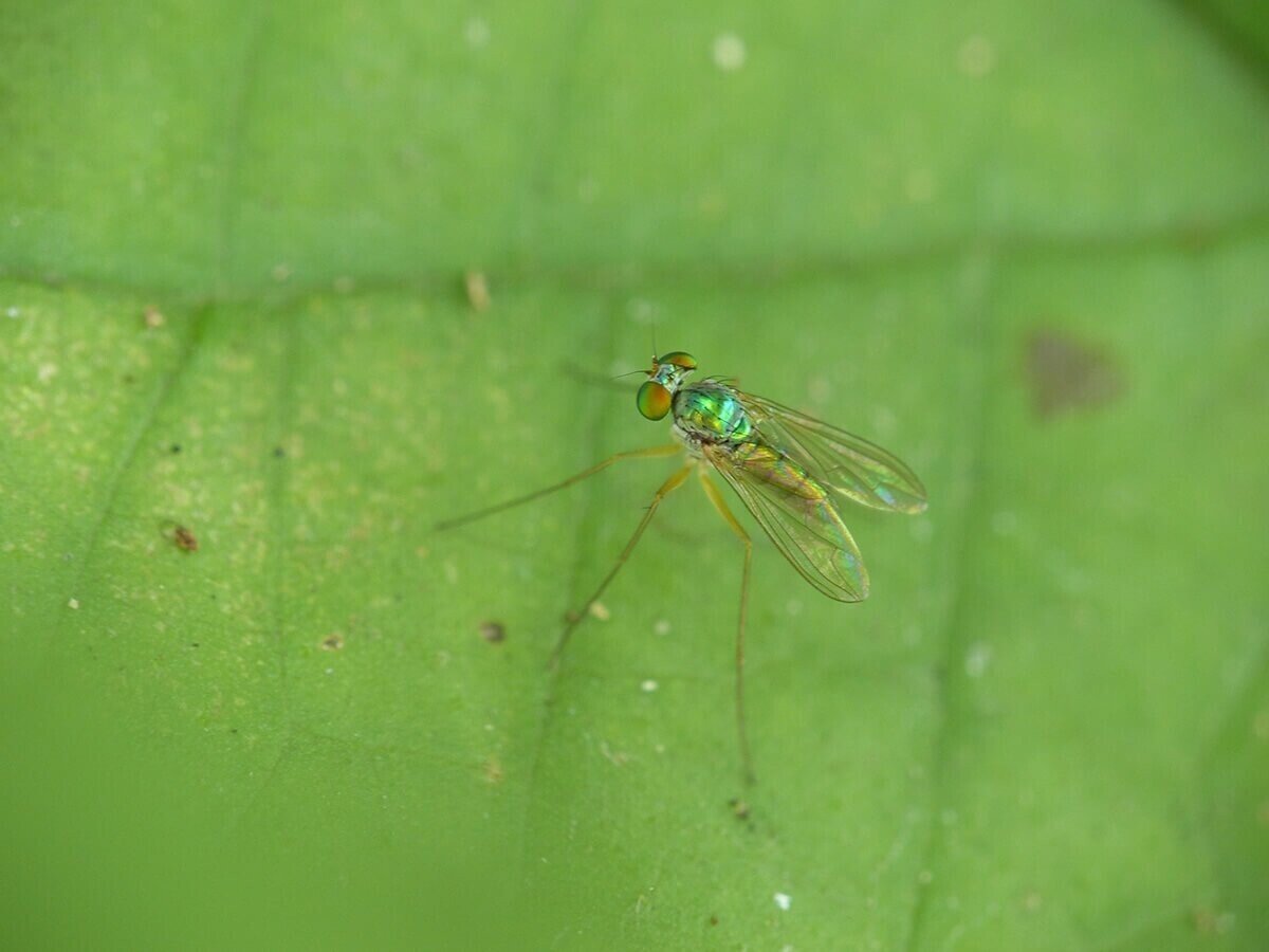 これはハエ アブ 蚊 それとも 間違われやすいハエ類の見分け方 ブンイチ 文一総合出版 Note これはハエ アブ 蚊 それとも 間違われやすいハエ類の見分け方 ブンイチ 文一総合出版 Note