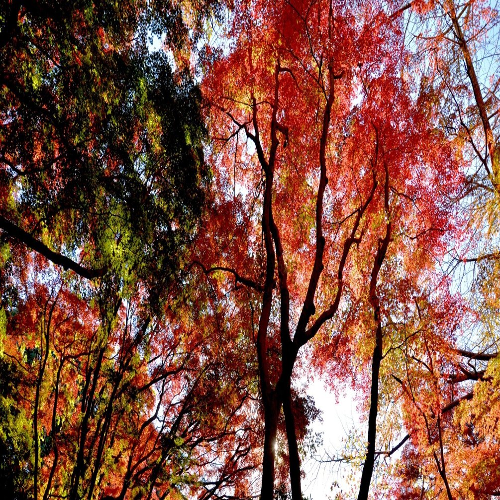 いざ紅葉 古都鎌倉 新miura風土記 ほんのひととき Note