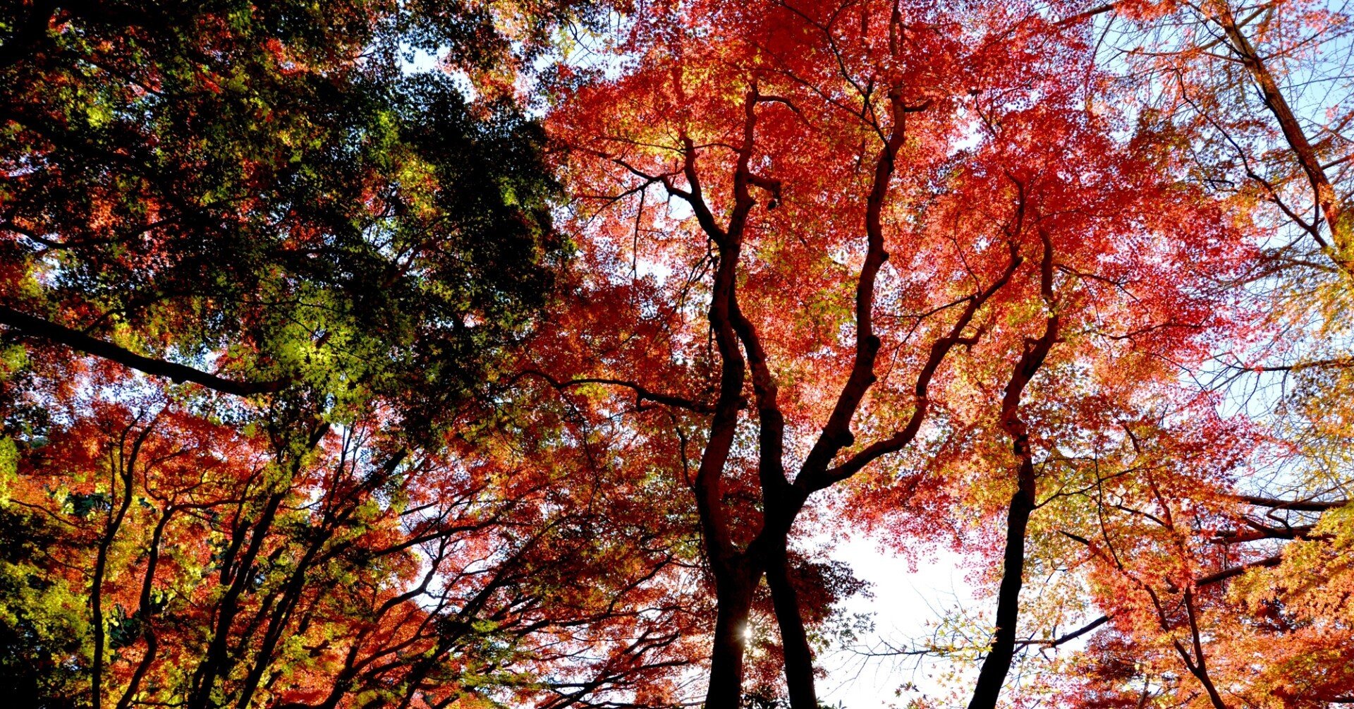 いざ紅葉 古都鎌倉 新miura風土記 ほんのひととき Note いざ紅葉 古都鎌倉 新miura風土記 ほんのひととき Note