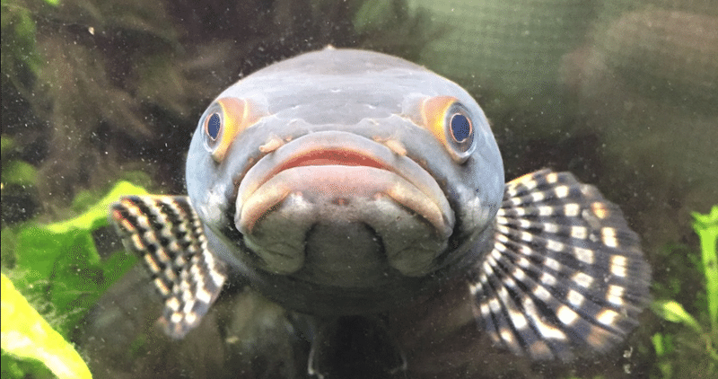 この顔である【我が家の数万匹のペットシリーズ】※魚です