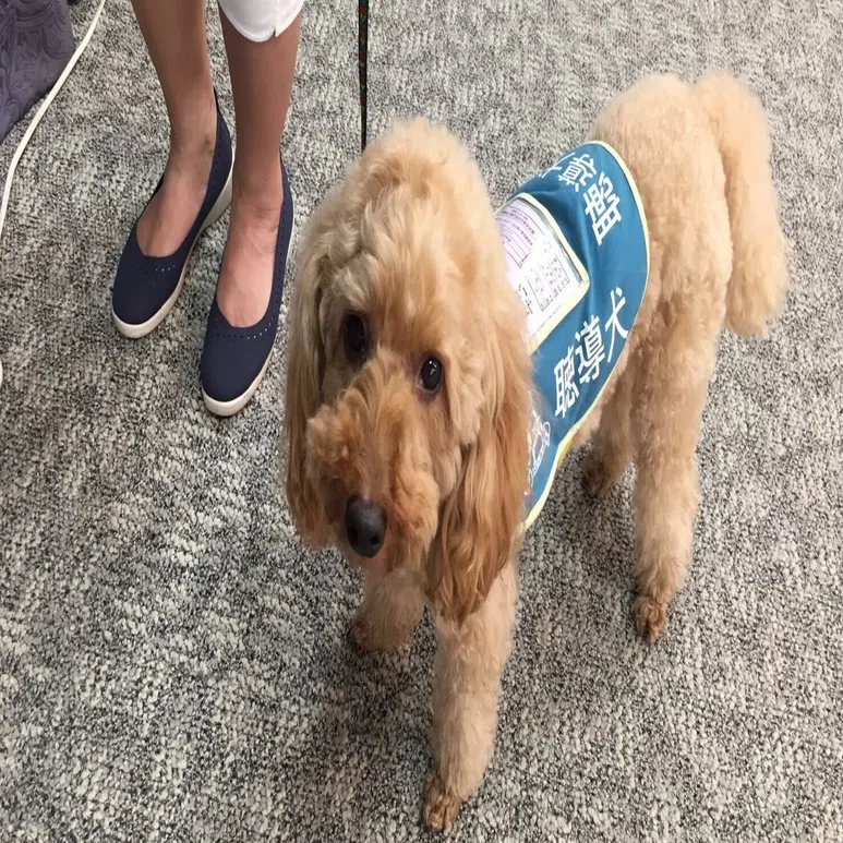 補助犬と一緒に 心のバリアフリー を考えるツアー スタディツアー紹介 Ridilover リディラバ Note
