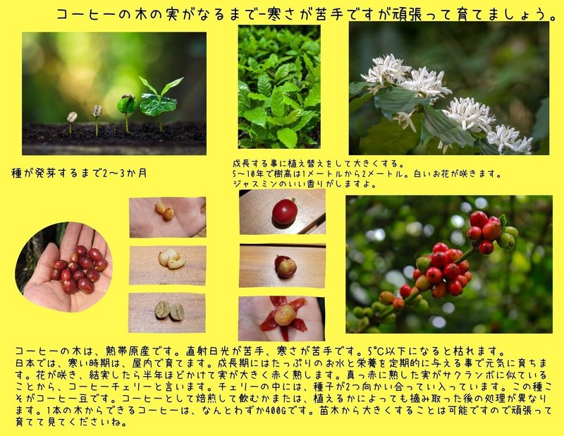 コーヒーの木の育て方 (1)