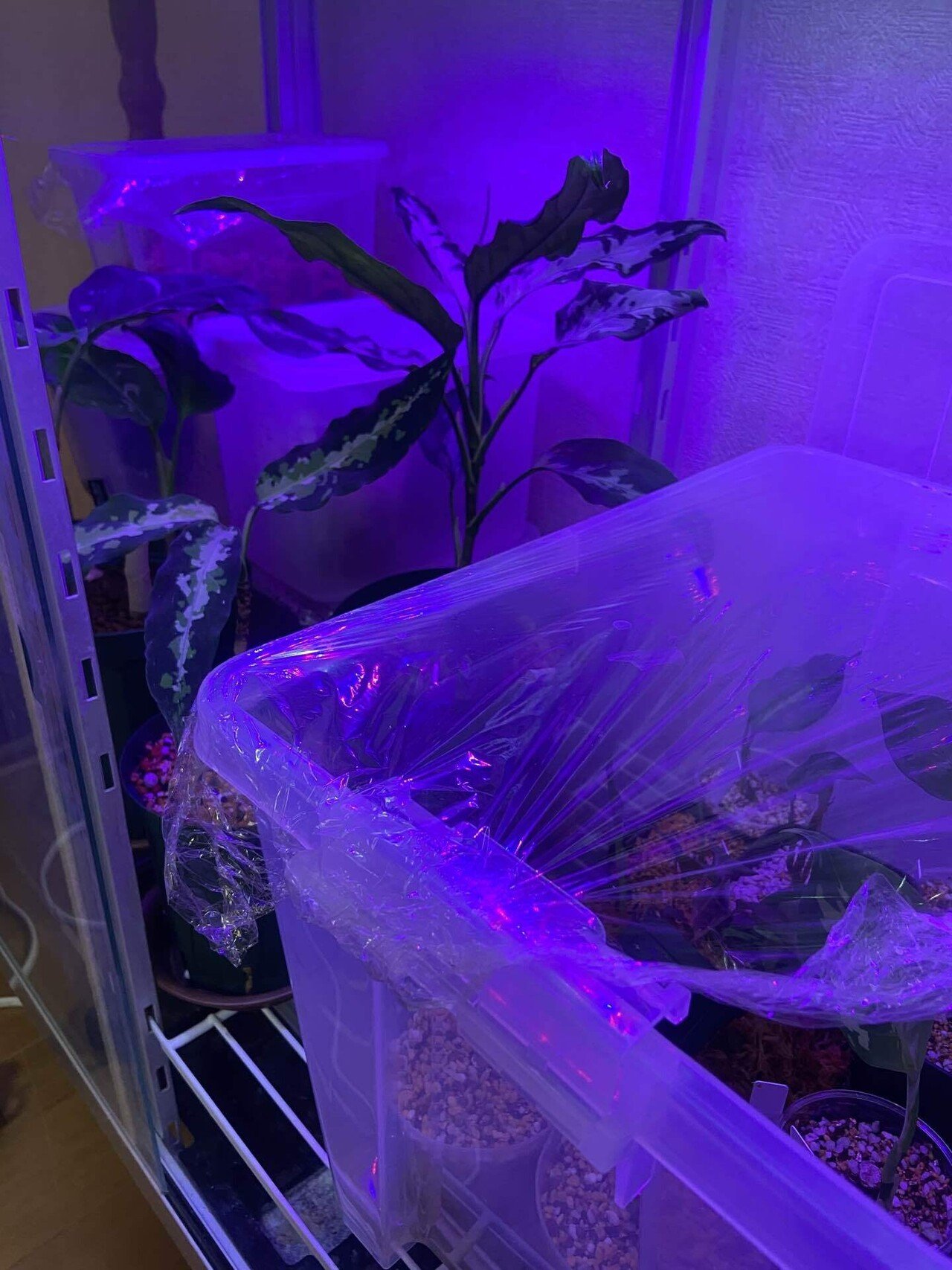 アグラオネマの常湿慣らしすゝめ|UC.熱帯植物のすゝめ アグラオネマの常湿慣らしすゝめ|UC.熱帯植物のすゝめ