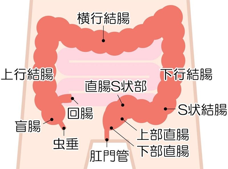 大腸　仕組み