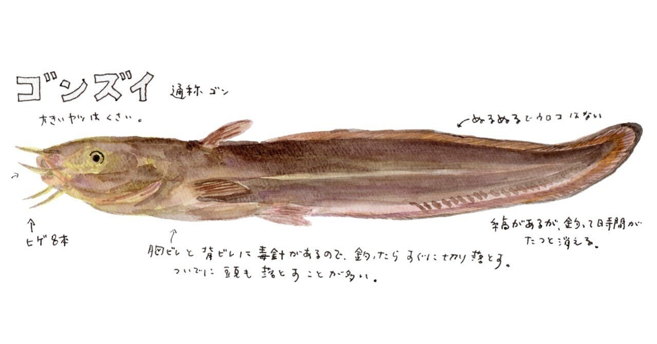 三浦半島釣り魚図鑑 7 ゴンズイ さんぽ絵ずし Note 三浦半島釣り魚図鑑 7 ゴンズイ さんぽ絵ずし Note