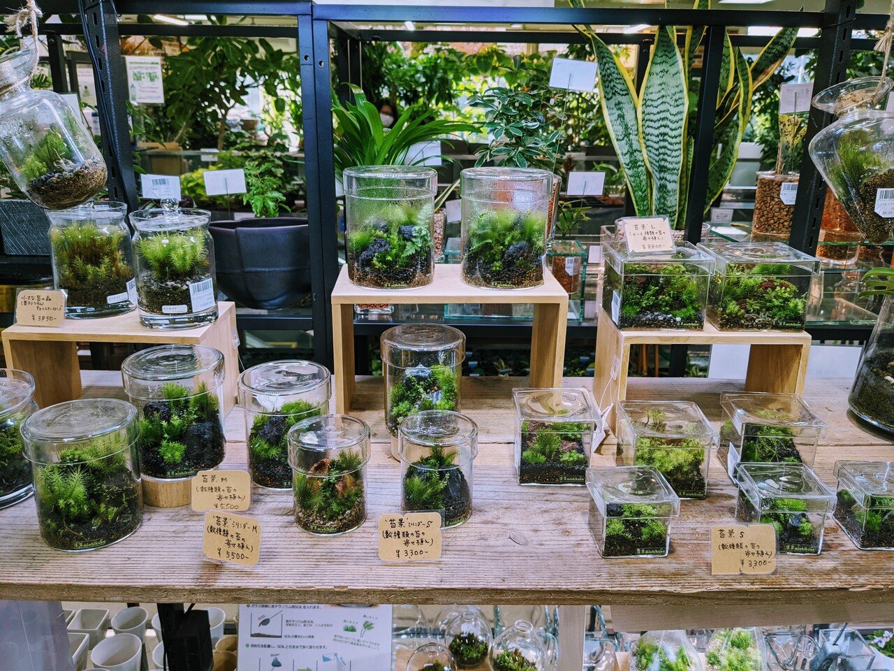 小さな箱庭に癒される。苔テラリウムのすすめ|横田 裕市 / note 小さな箱庭に癒される。苔テラリウムのすすめ|横田 裕市 / note
