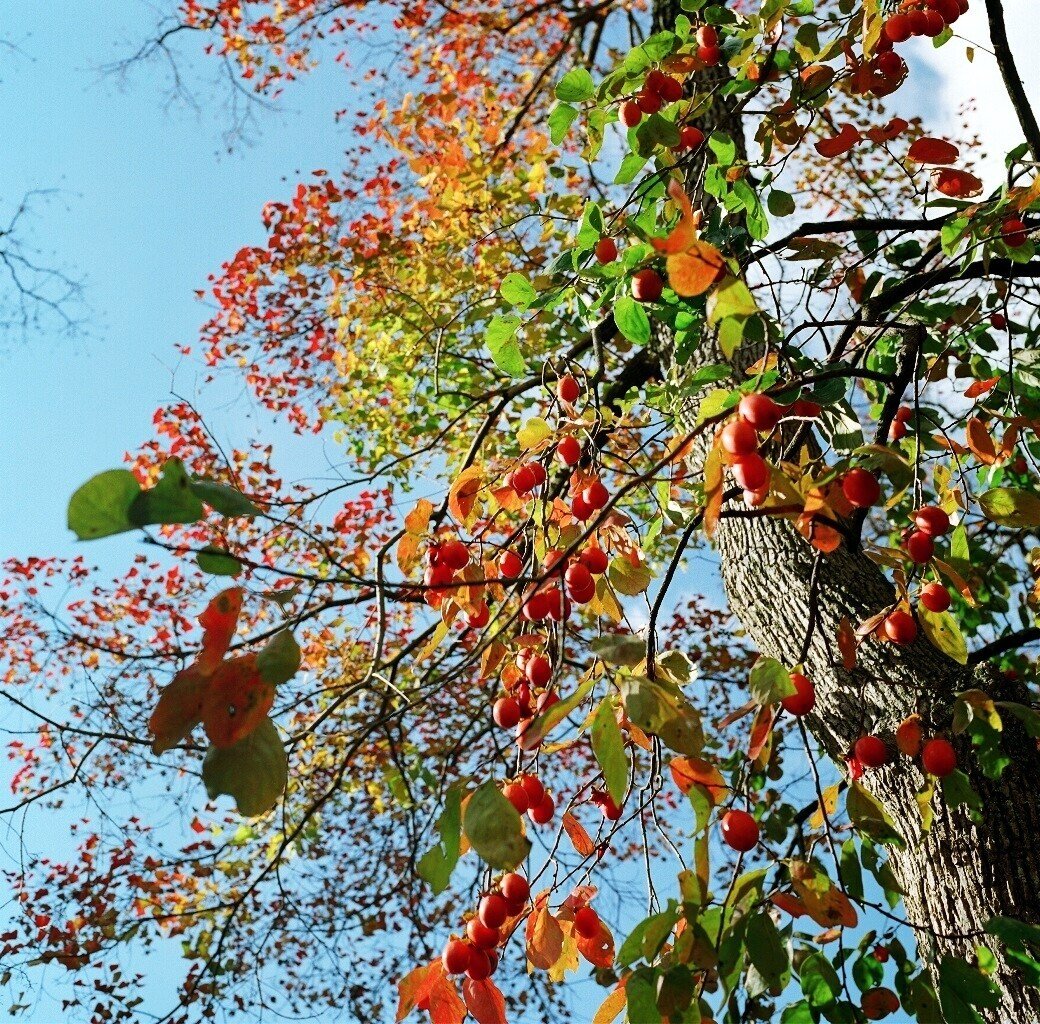 それは2014年の11月こと。奈良の秋の実り。