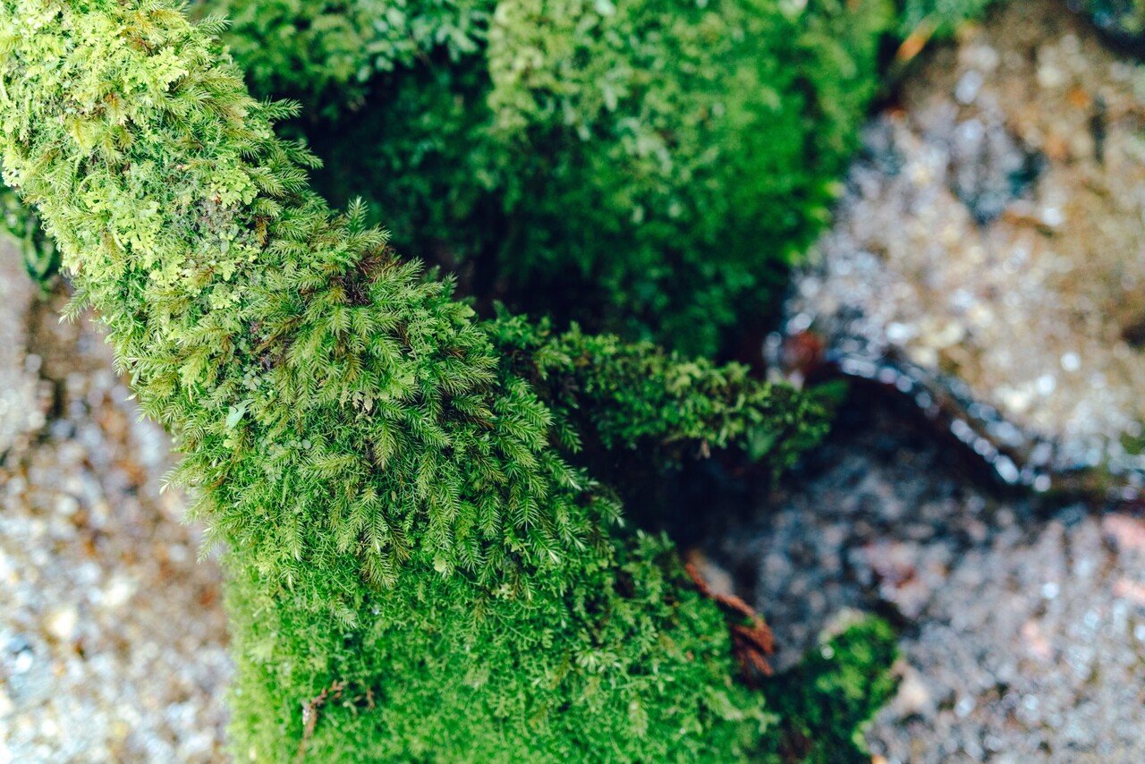 小さな箱庭に癒される 苔テラリウムのすすめ 横田裕市 写真家 小さな箱庭に癒される 苔テラリウムのすすめ 横田裕市 写真家