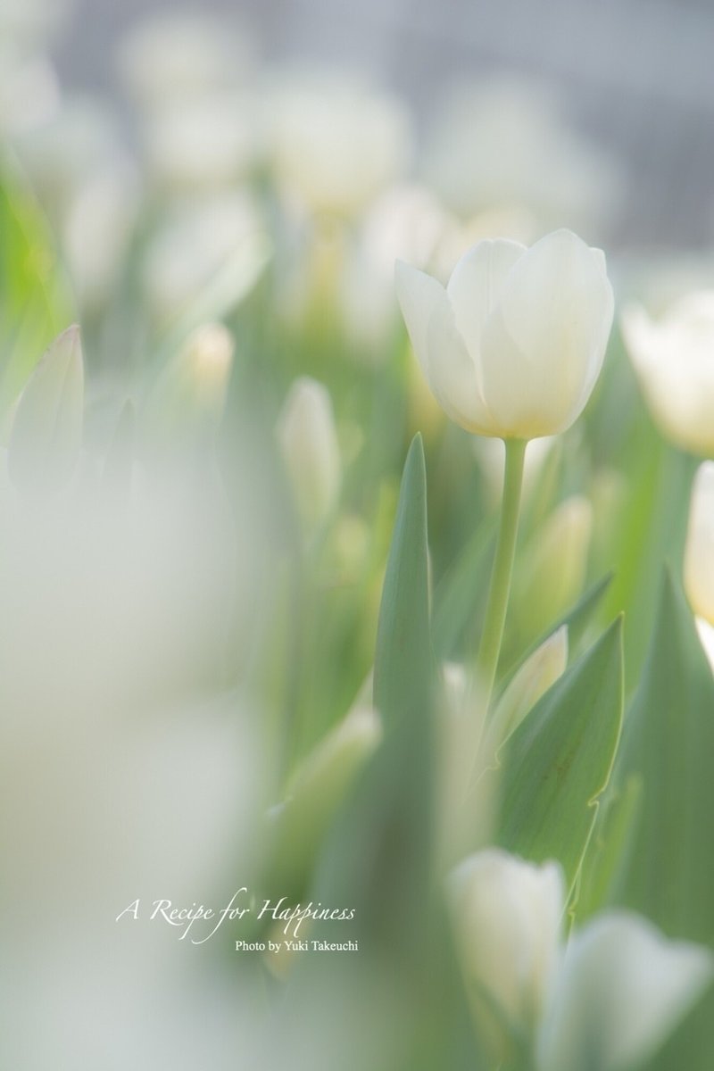 5月11日の誕生花はチューリップ たけうちゆき 写真とエッセイ Note