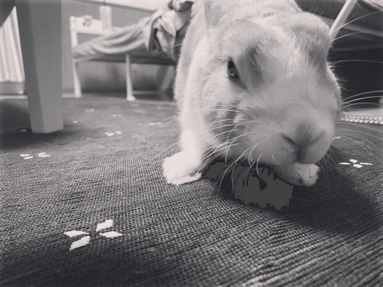 これはガラの悪いうさぎさん 誰ダ オレノ爪ヲ切ッタ野郎ハ 昨日からスキの押しすぎで解除待ちです ついでに今日から下の歯列の歯科矯正スタートです えへ うさぎ 可愛い 歯科矯正 怖い あーーの Note