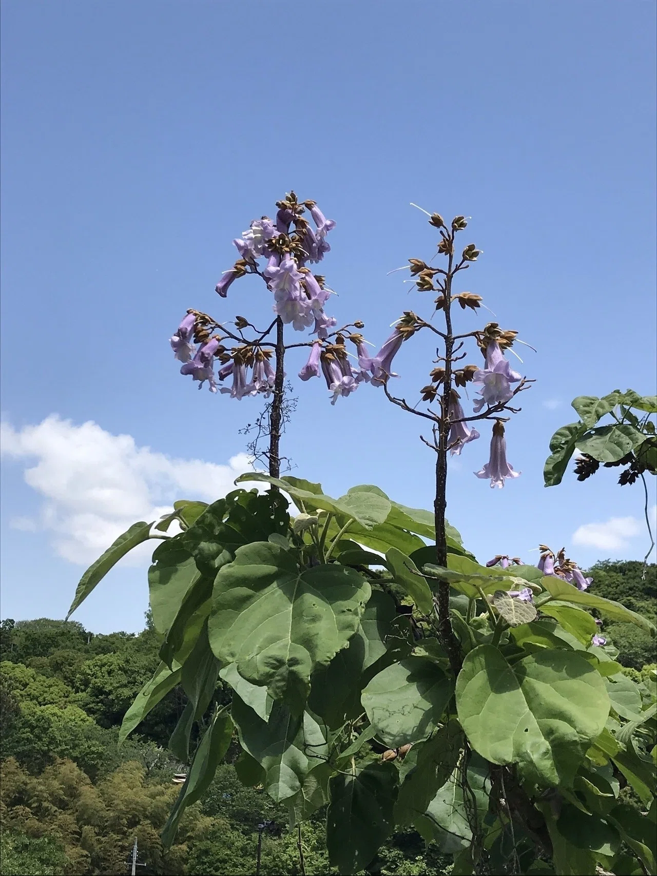画像20