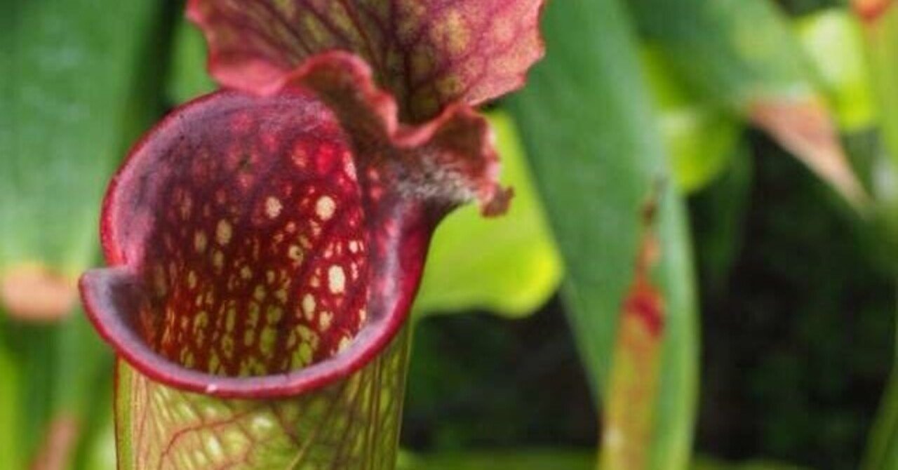 光る技術 ウツボカズラのような特性 構造を持ち 付着した汚れが落ちるコーティング剤技術を開発 花王 合同会社thousandsmiles Note