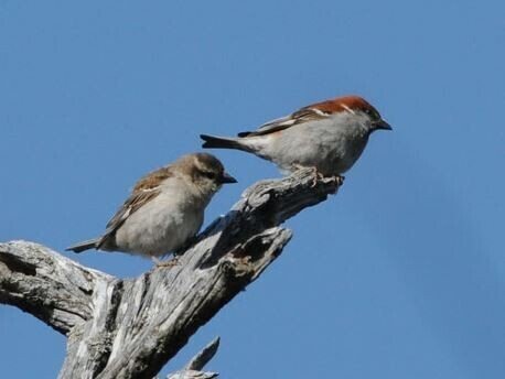 第1810回 鳥の亜種って何だろう ⑴｜翆野 大地