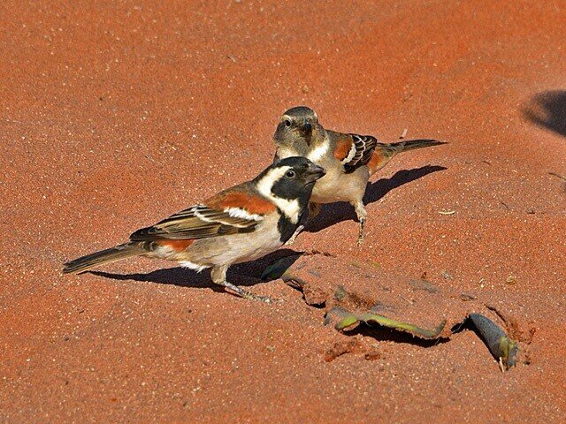 第1810回 鳥の亜種って何だろう ⑴｜翆野 大地