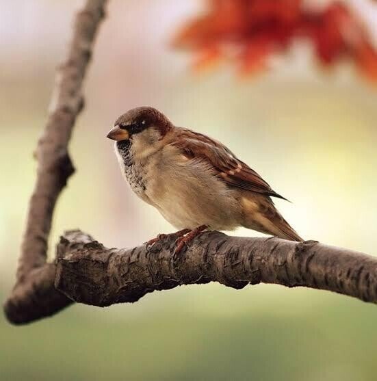 スズメ 第1810回 鳥の亜種って何だろう ⑴｜翆野 大地