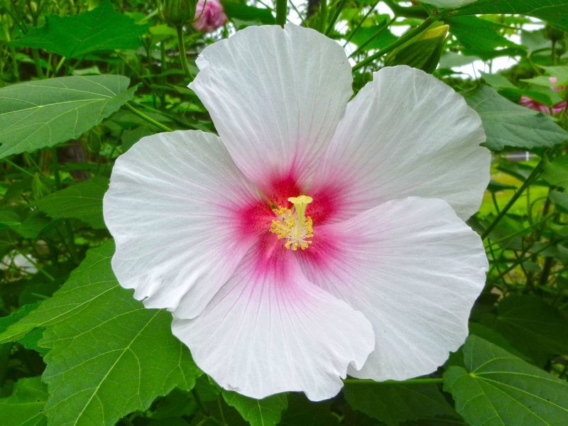 夏は槿 むくげ 茶花の話 Kobo Note 夏は槿 むくげ 茶花の話 Kobo Note