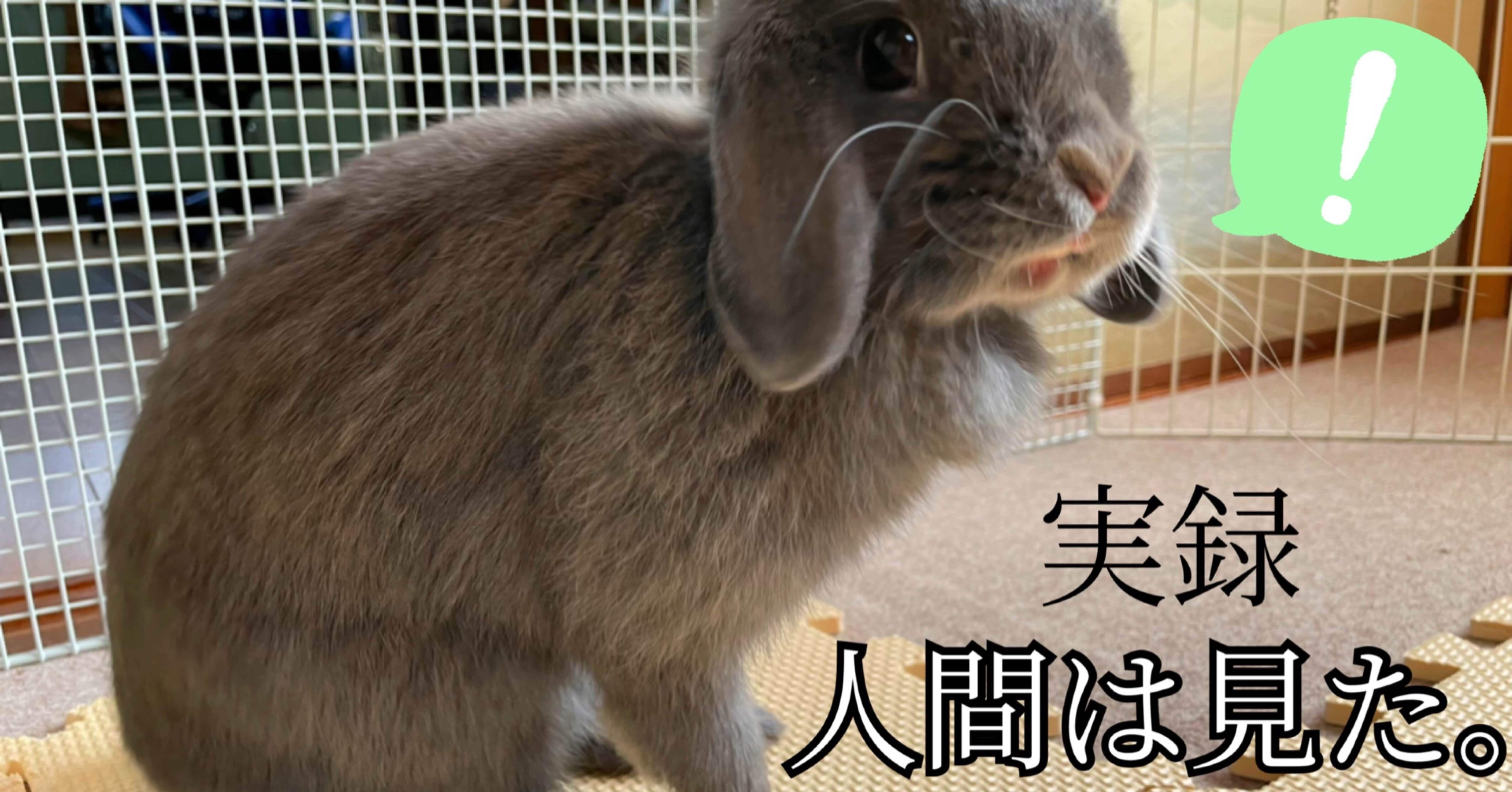 実録 人間は見た うさぎさんの驚くべき生態を げーらびーず Note