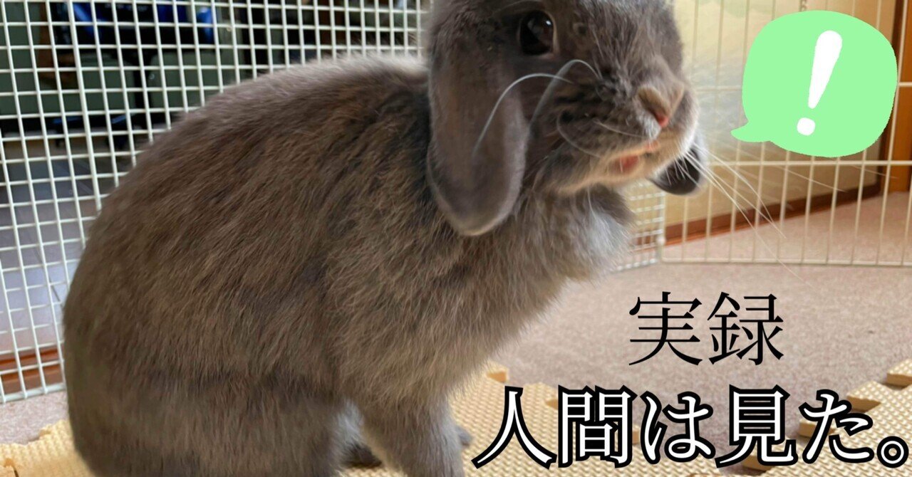 実録 人間は見た うさぎさんの驚くべき生態を げーらびーず Note
