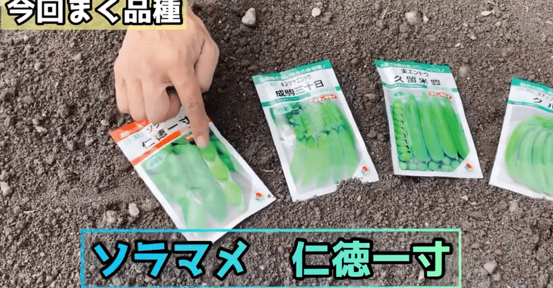 ソラマメ エンドウマメ 種まきの方法をご紹介します 井上寅雄農園 井上隆太朗 Note