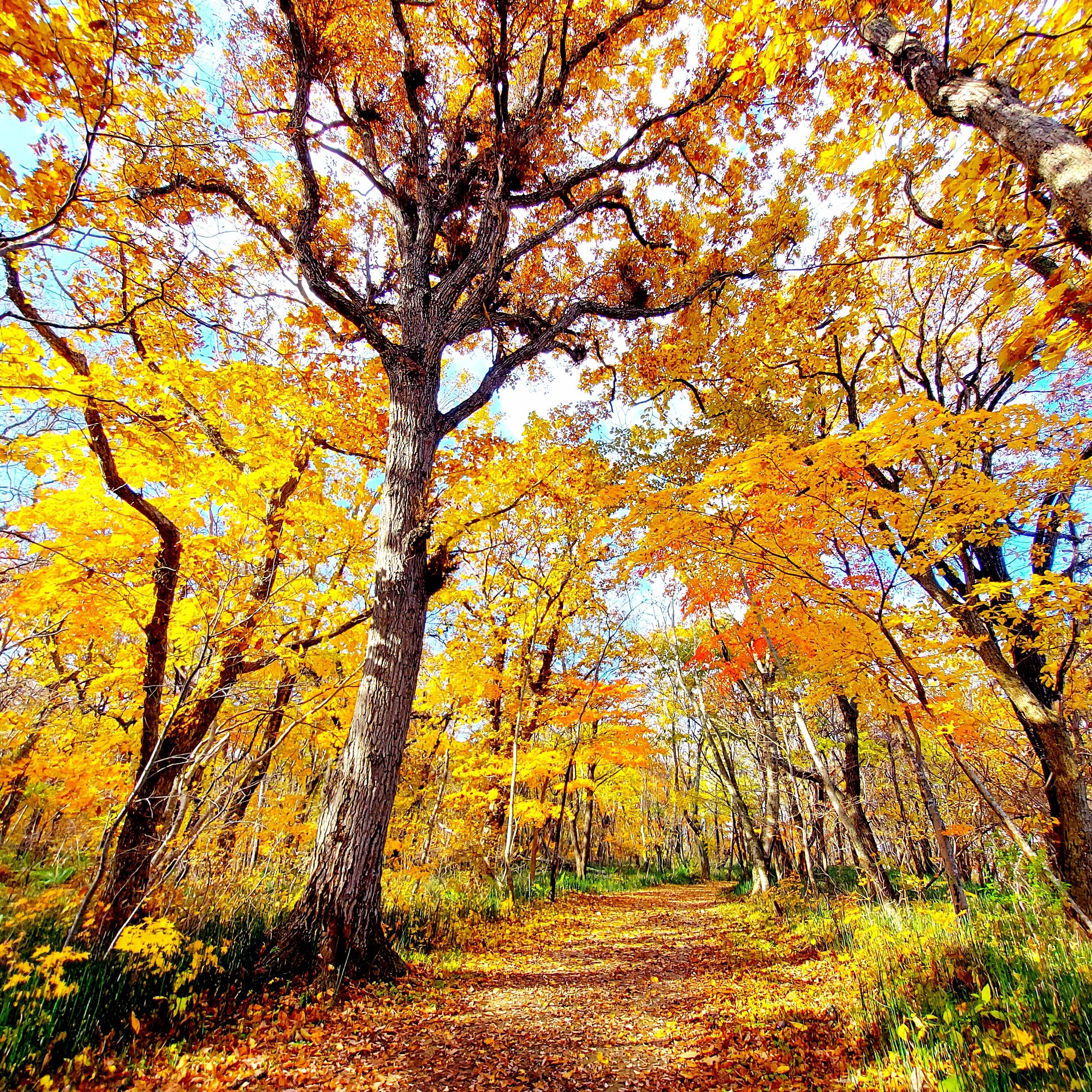 秋っぽい句 の新着タグ記事一覧 Note つくる つながる とどける