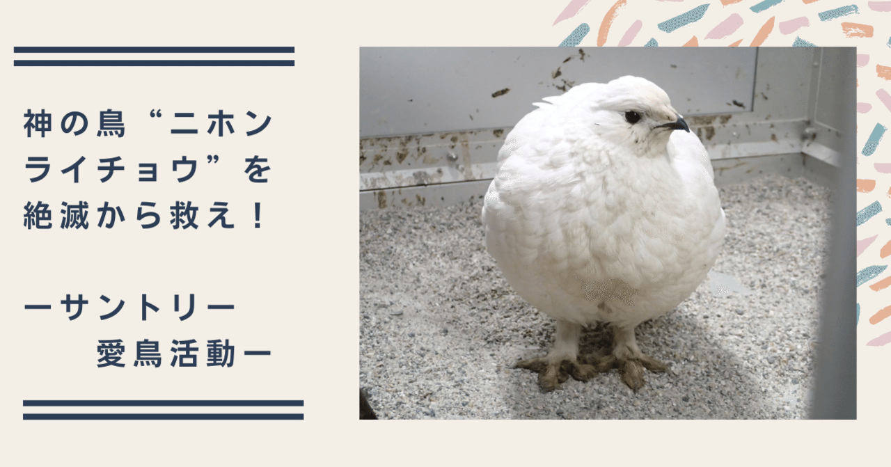 神の鳥 ニホンライチョウ を絶滅から救え Suntory サントリー Note