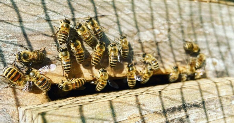 ニホンミツバチは女系社会