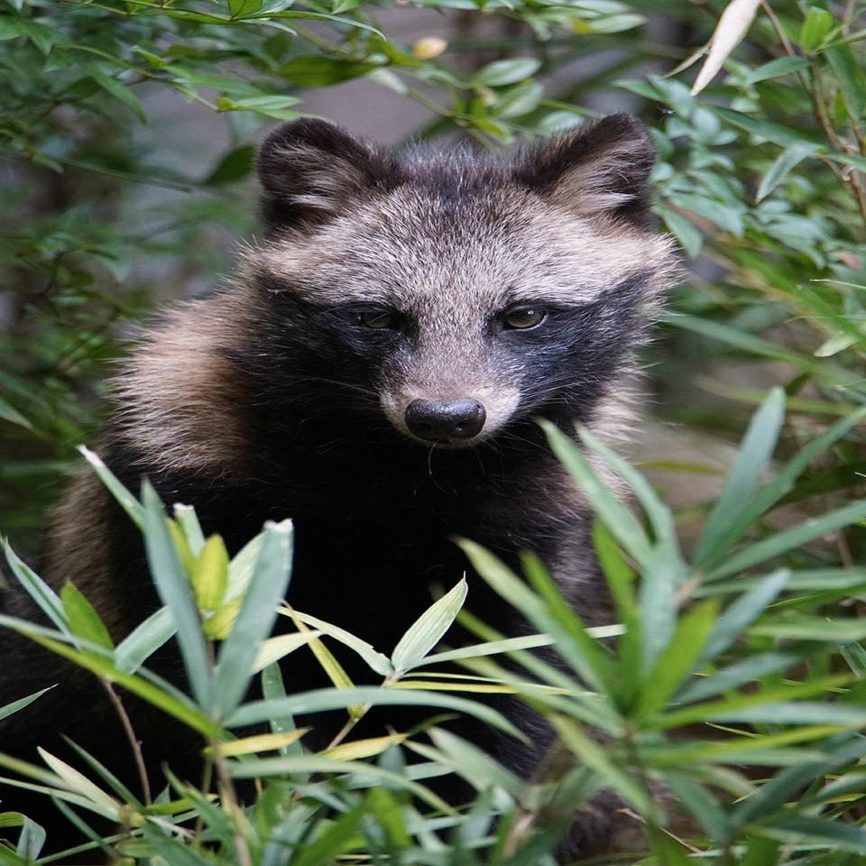 新宿にタヌキ 生息地には意外な歴史あり 連載 東京いきもの散歩 川上洋一 その１ Hayakawa Books Magazines B