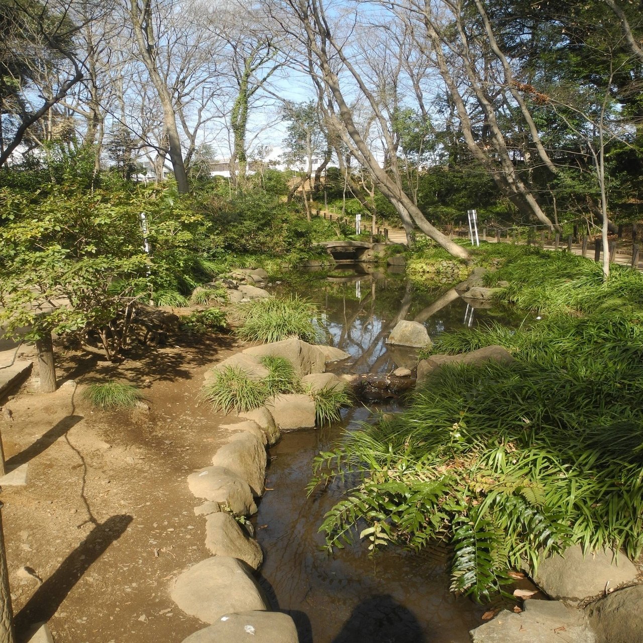新宿にタヌキ 生息地には意外な歴史あり 連載 東京いきもの散歩 川上洋一 その１ Hayakawa Books Magazines B