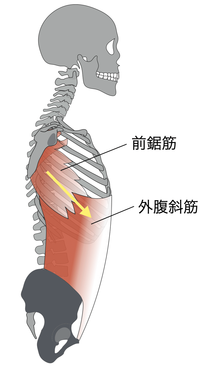 外腹斜筋 前鋸筋