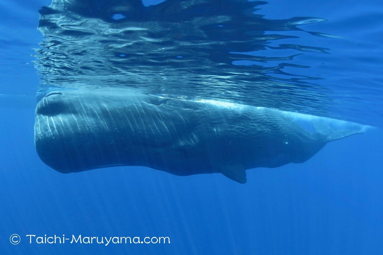 巨大なオスのマッコウクジラいろいろ このオスは２０メートル近くあって 若いシロナガスクジラに匹敵する大きさでした 頭部にはダイオウイカと戦ったと時につけられたような傷が無数にあって 素晴らし 丸山太一 Taichi Maruyama Note