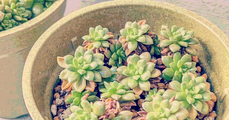 多肉植物と夏越し Succutus Note 多肉植物と夏越し Succutus Note