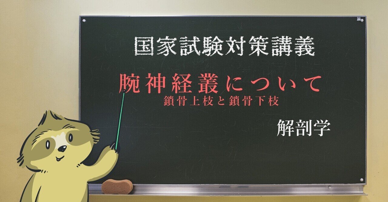 解剖学 図解イラストとゴロ合わせで簡単に覚える 腕神経叢の枝 鎖骨上枝と鎖骨下枝 森元塾 国家試験対策 Note