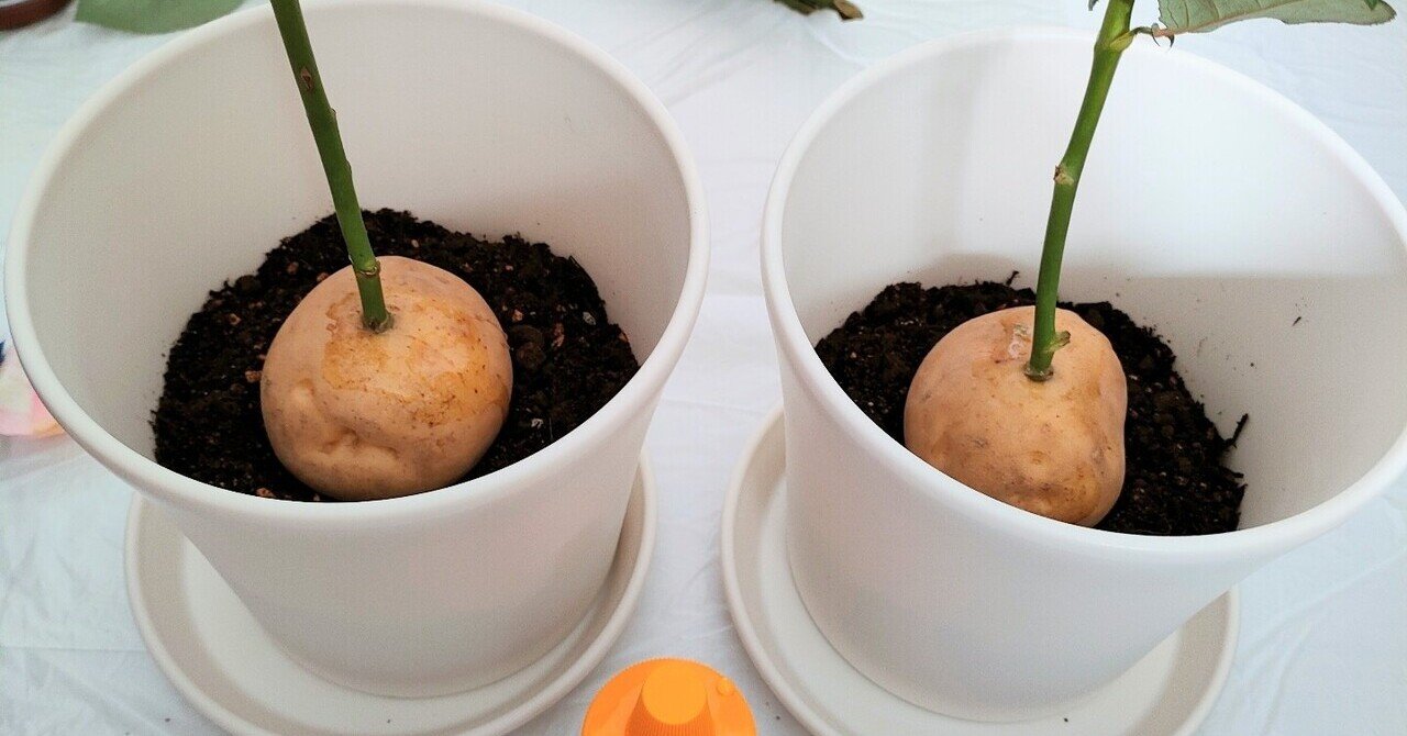 バラのジャガイモ挿し木 の新着タグ記事一覧 Note つくる つながる とどける