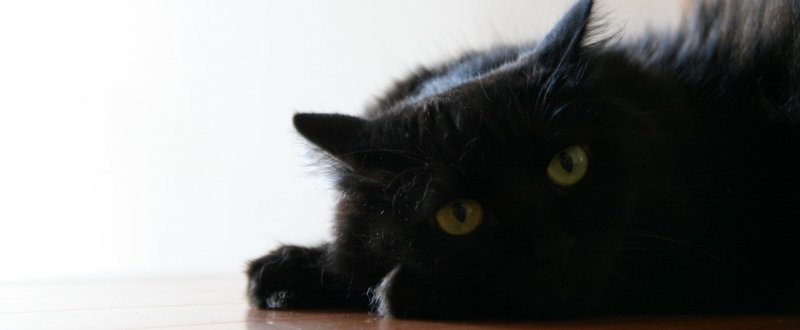 黒猫ものがたり