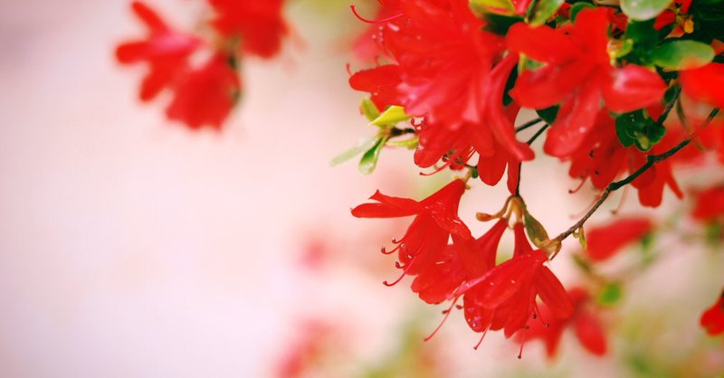 あかく咲く声 の新着タグ記事一覧 Note つくる つながる とどける