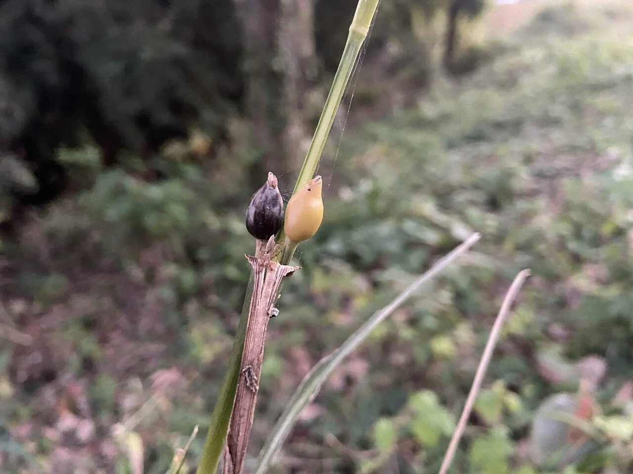 10月29日 22 ー12 ジュズダマという名前の植物です 昔はこれをお手玉の中身にしていたそうです このジュスダマは 川岸にある湿り気のある場所が好きとのこと 隣が田んぼの水はけが悪い ころの庭自然菜園ーハーブやアロマもー Note