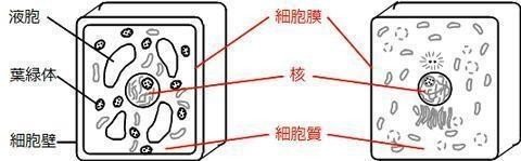 超速まとめ 動物 細胞 消化と吸収 Shun Ei Note