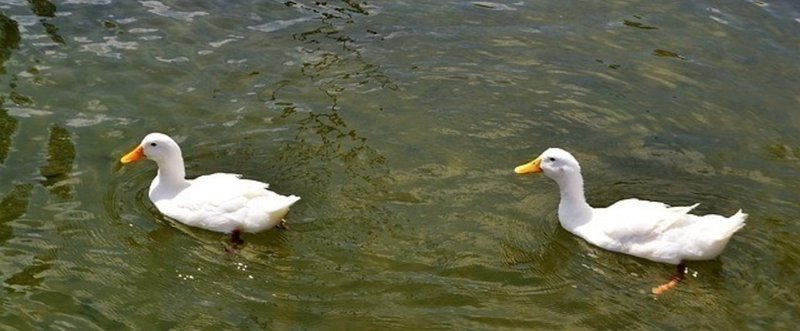 この気持ちは「どこ」から？