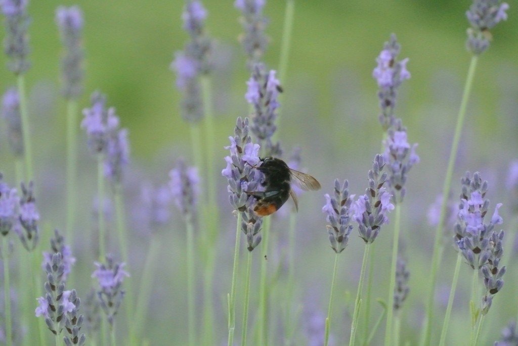 ラベンダーとミツバチの戯れ Aveno555 Note