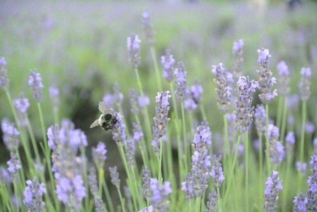 ラベンダーとミツバチの戯れ Aveno555 Note