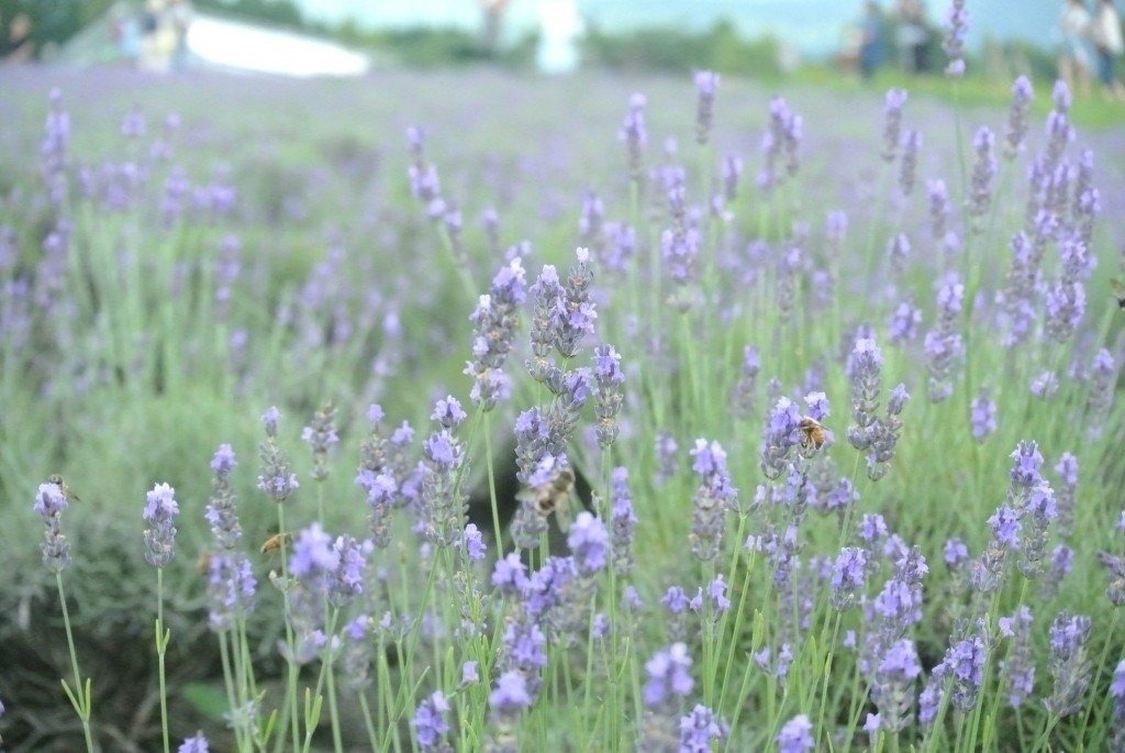 ラベンダーとミツバチの戯れ Aveno555 Note