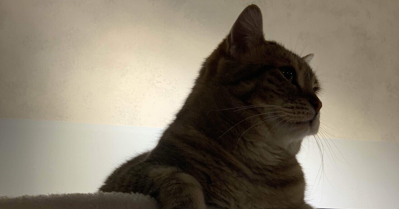 猫アレルギー」の新着タグ記事一覧|note u2015u2015つくる、つながる、とどける。