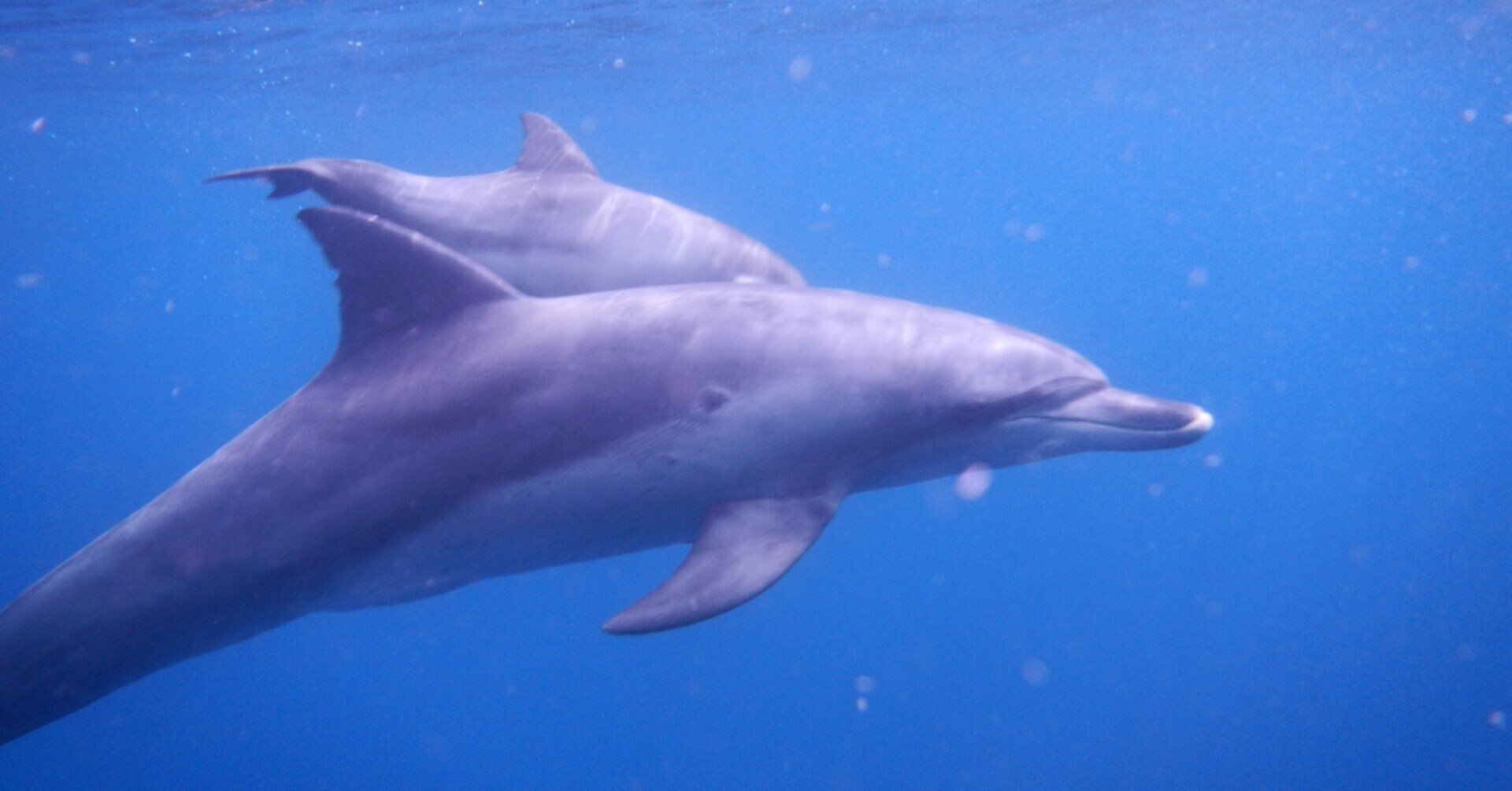 幡多弁 アイドル グレショー第8回公演 いるかボーイズ 2 Haruko Note 幡多弁 アイドル グレショー第8回公演 いるかボーイズ 2 Haruko Note