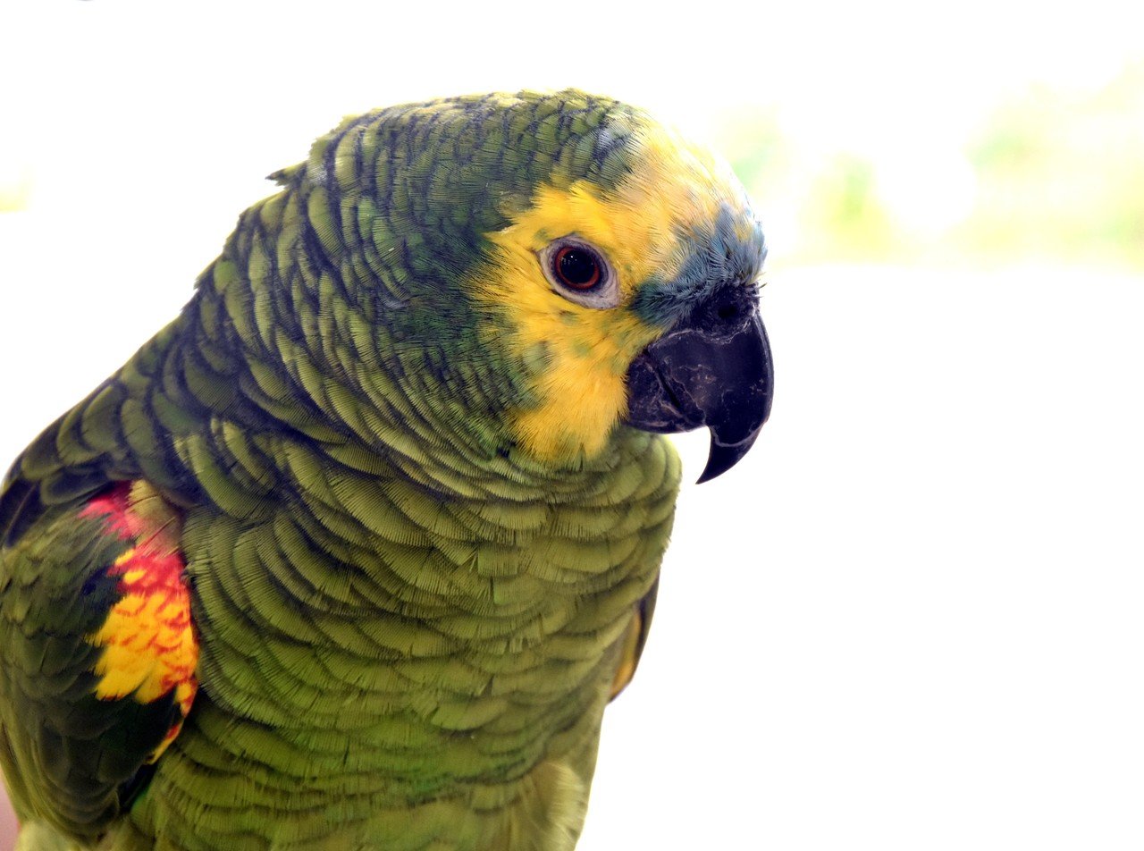 アオボウシインコ オウム目インコ科 Hirahiranote Note アオボウシインコ オウム目インコ科 Hirahiranote Note