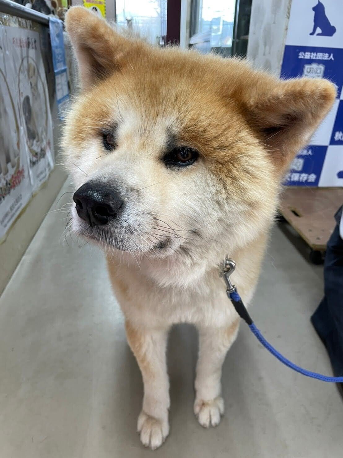 悶絶 噂の秋田犬会館に行ったら癒されすぎた しばこー 伝わるnote術 Note 悶絶 噂の秋田犬会館に行ったら癒されすぎた しばこー 伝わるnote術 Note