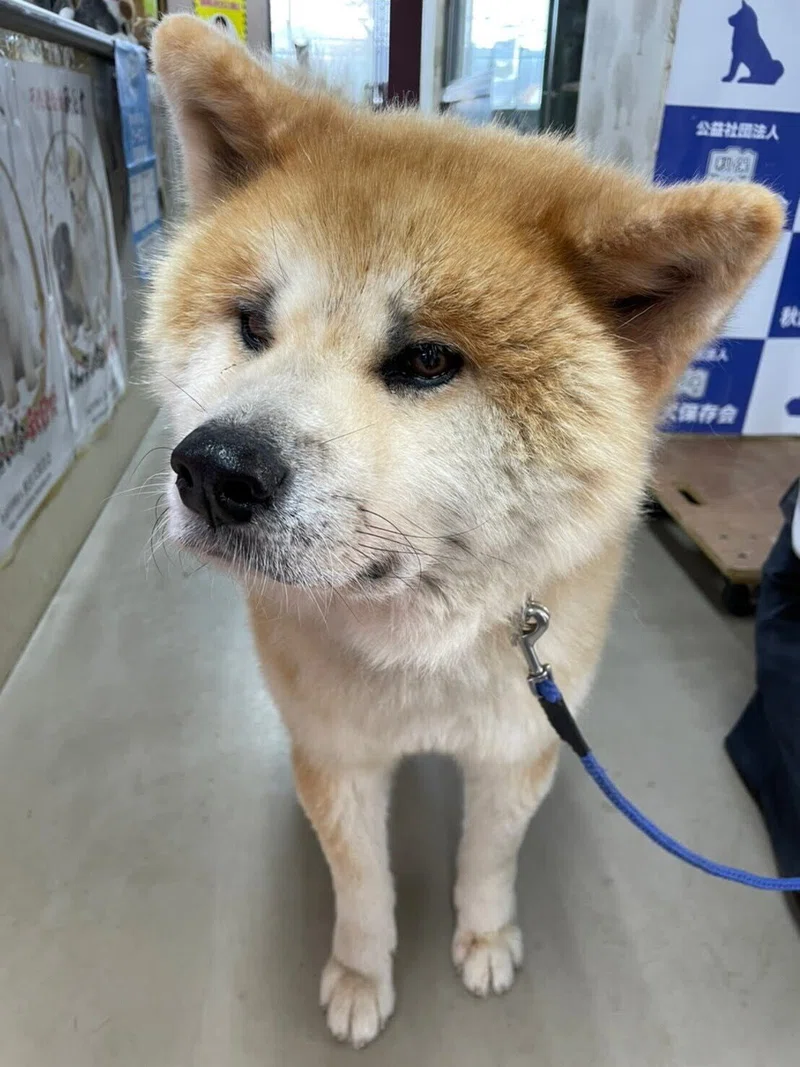 悶絶 噂の秋田犬会館に行ったら癒されすぎた しばこー 伝わるnote術 Note
