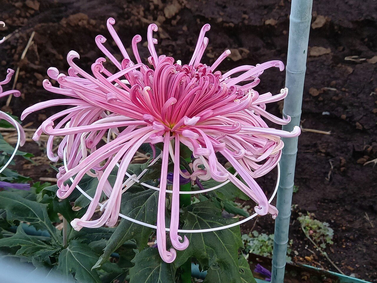 散策中に遭遇した菊たち 日本の国花ですね 柘榴 Note 散策中に遭遇した菊たち 日本の国花ですね 柘榴 Note